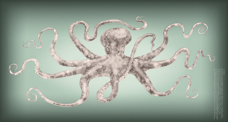 An Octopus has nine brains...