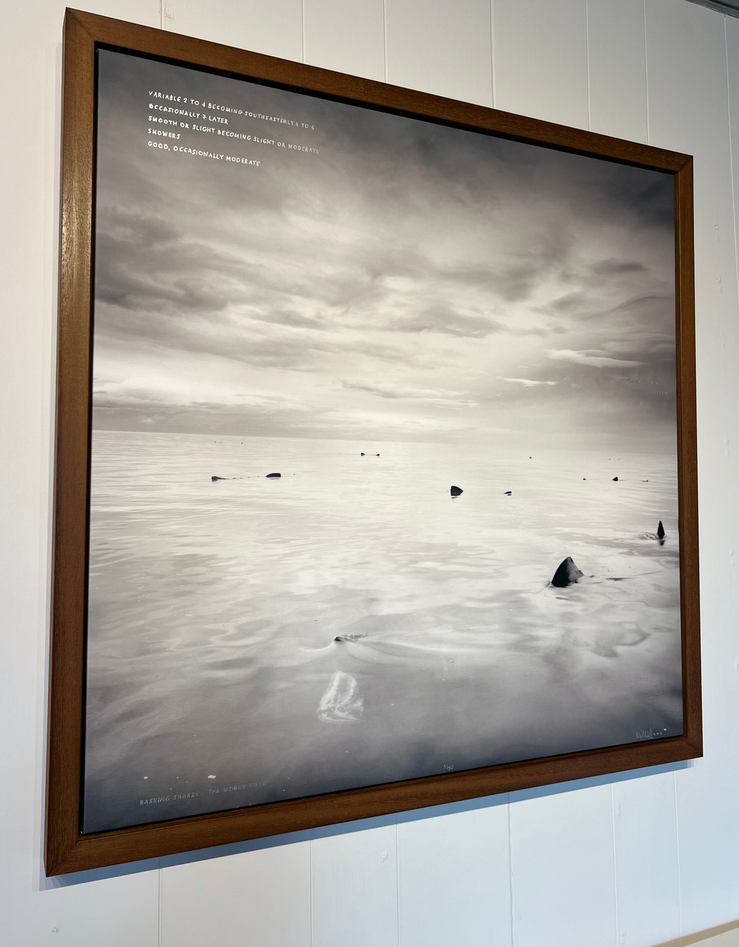 Basking Sharks - Sea Area Cromarty