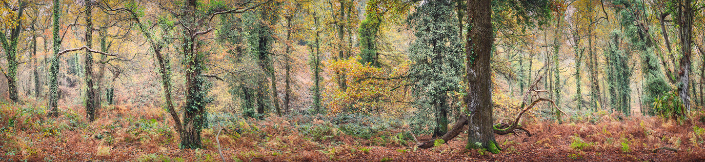 America Woods near Sandown