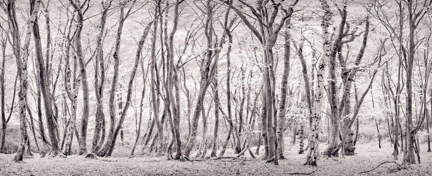 Autumn Copse, Dorset