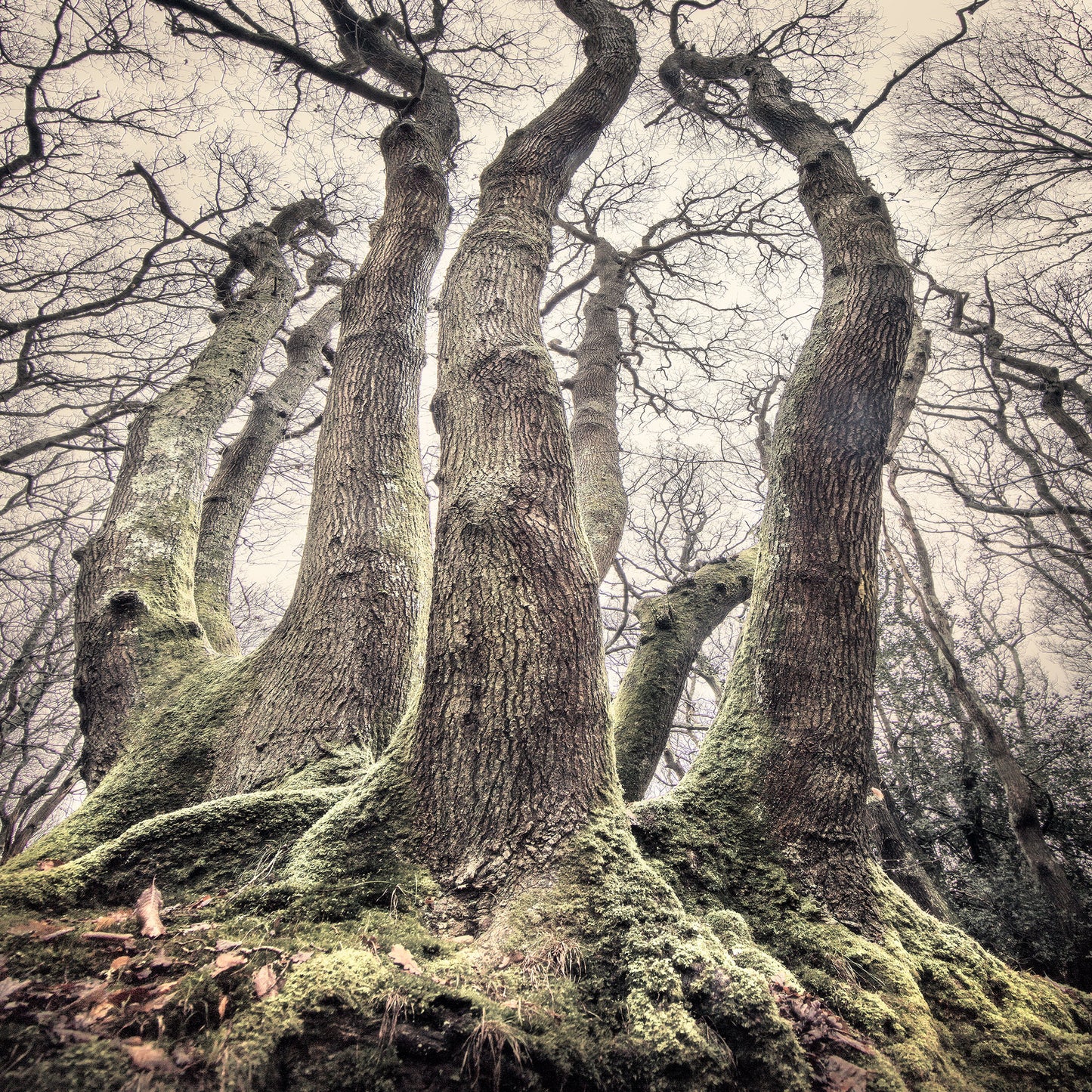 Borthwood Copse Isle of Wight