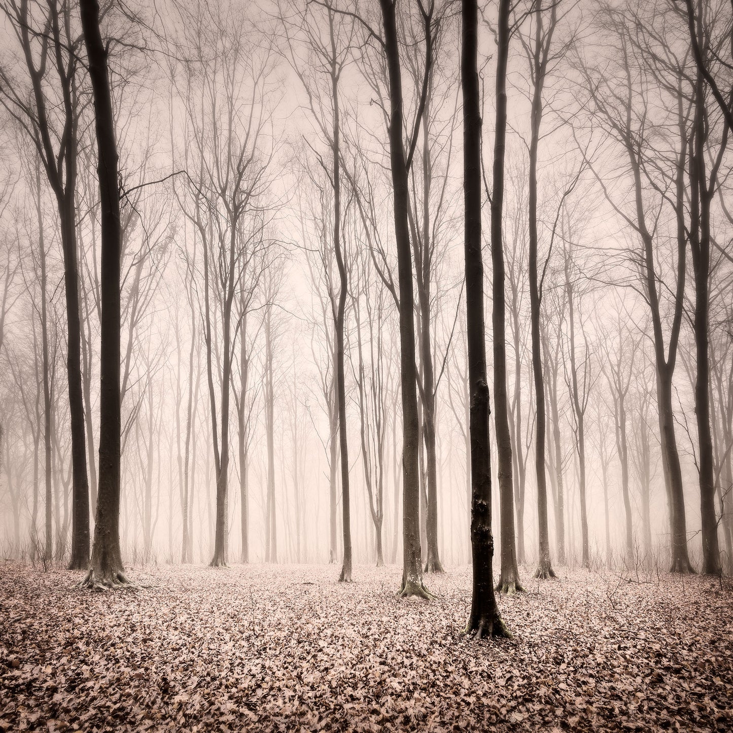 Brighstone Forest, Isle of Wight