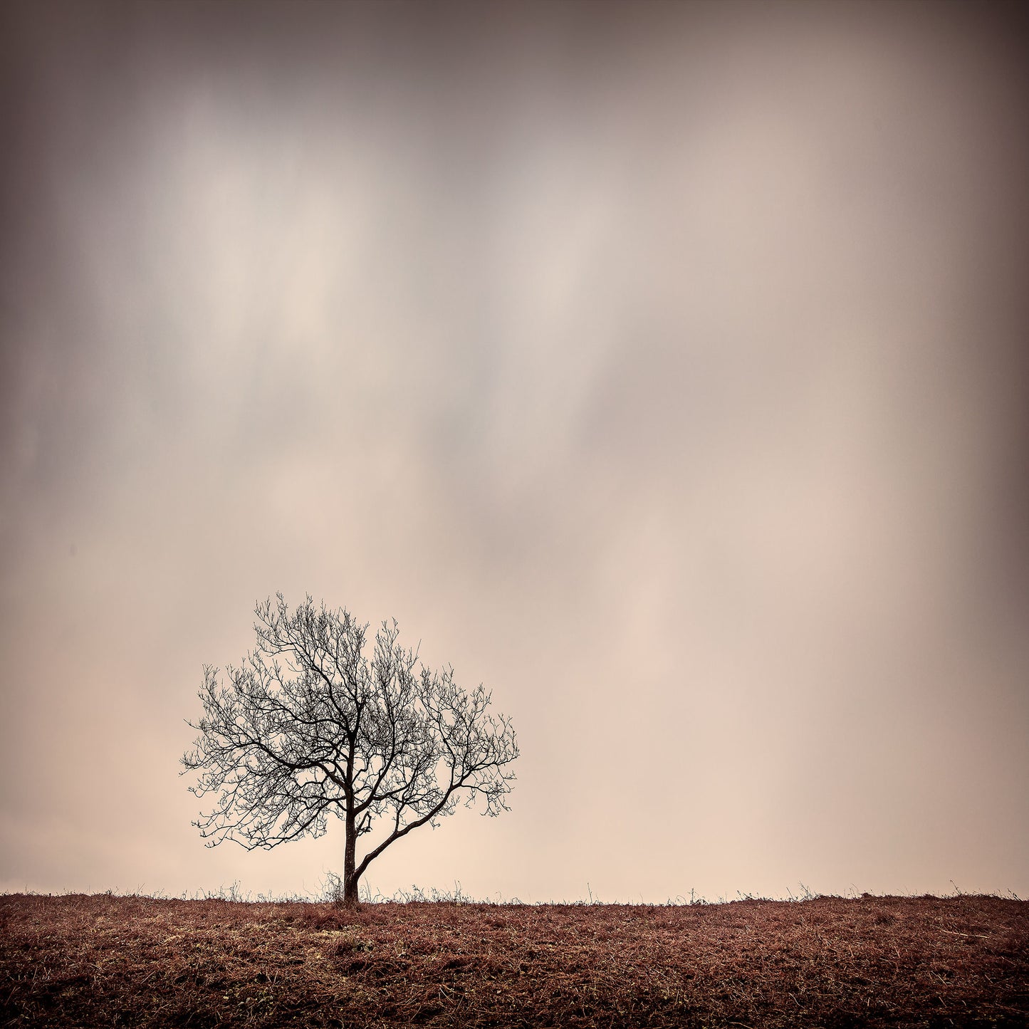 Lone Tree on Ventnor Downs