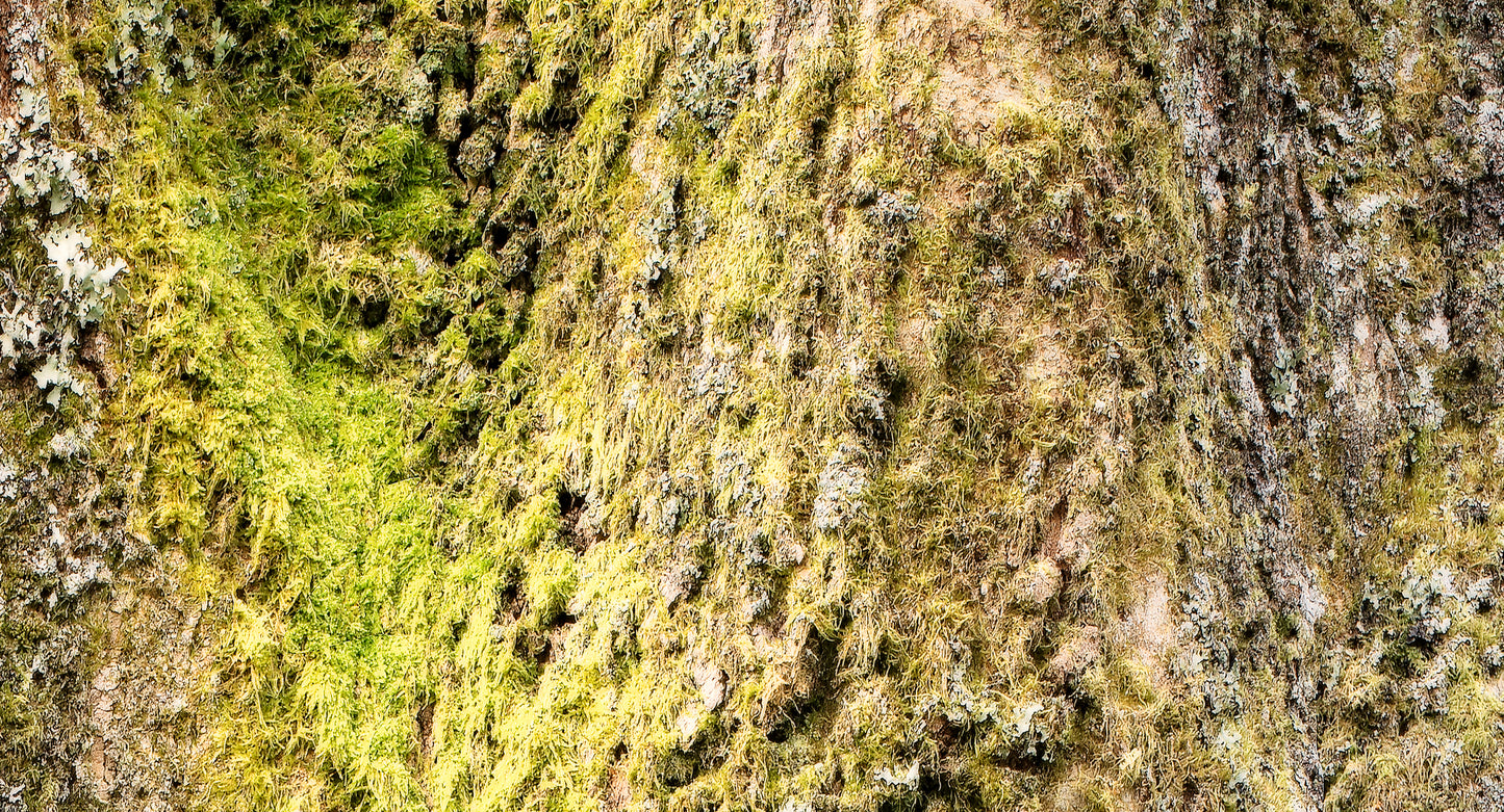 bark detail