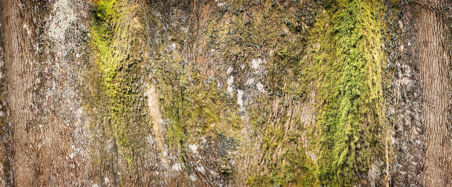 Mossy Oak Bark