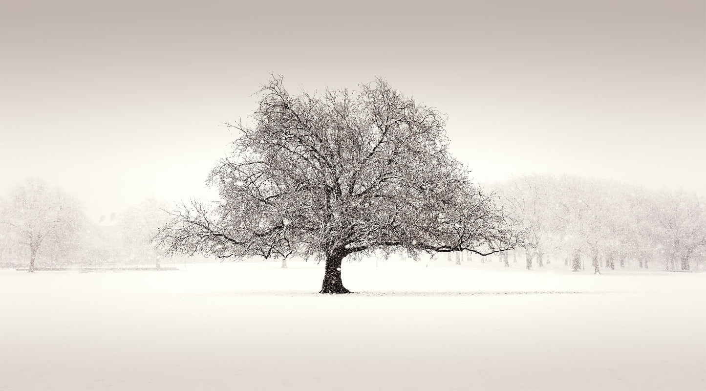 Peckham Rye in The Snow