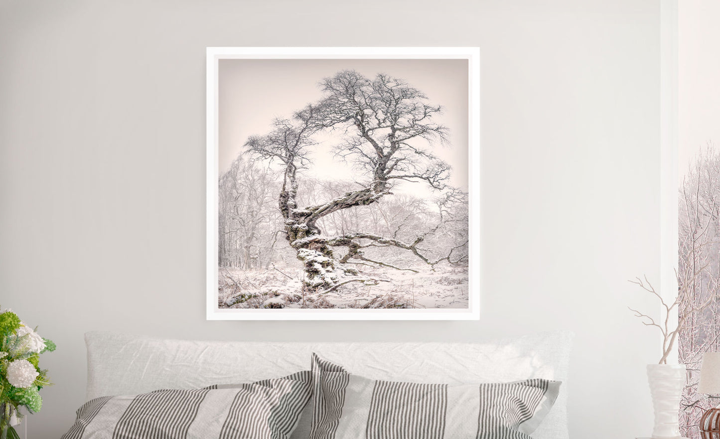 Silver Birch, The Ancient Rothiemuchus Forest, Scotland