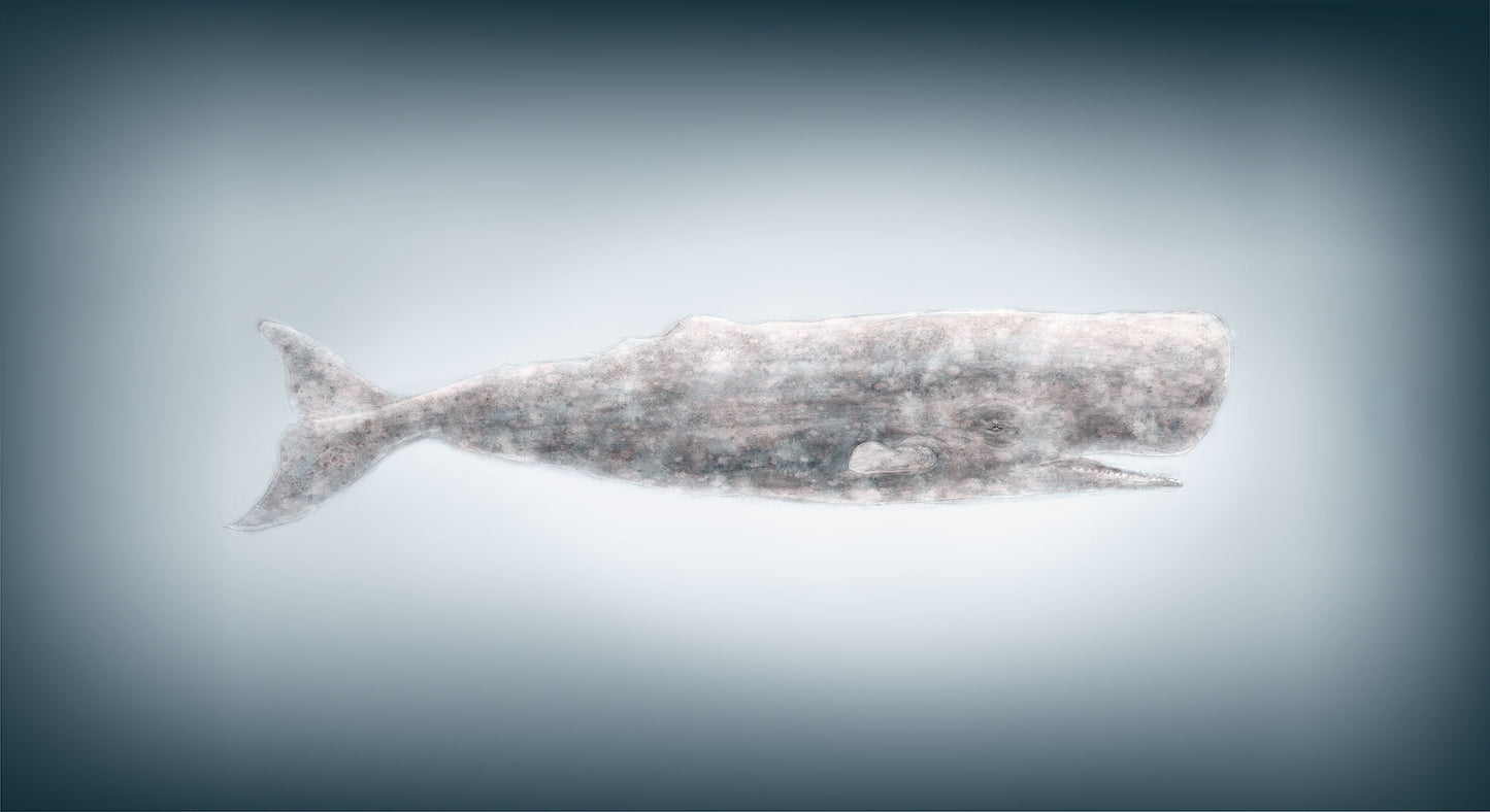 Sperm Whale By Neil Williams Cowes
