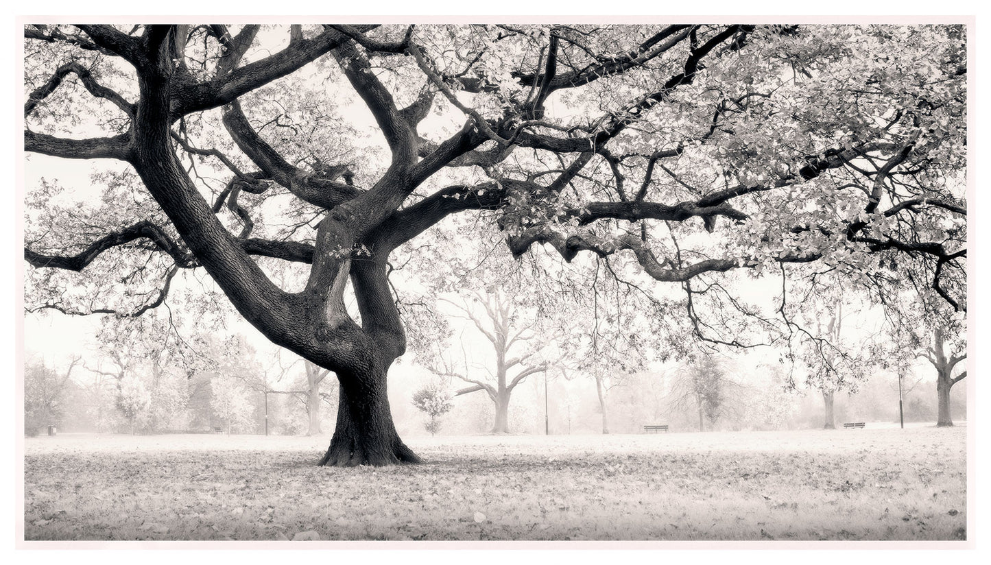 Wandsworth Common In Autumn