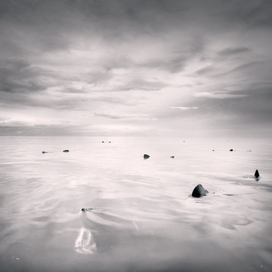 Basking Sharks - Sea Area Cromarty