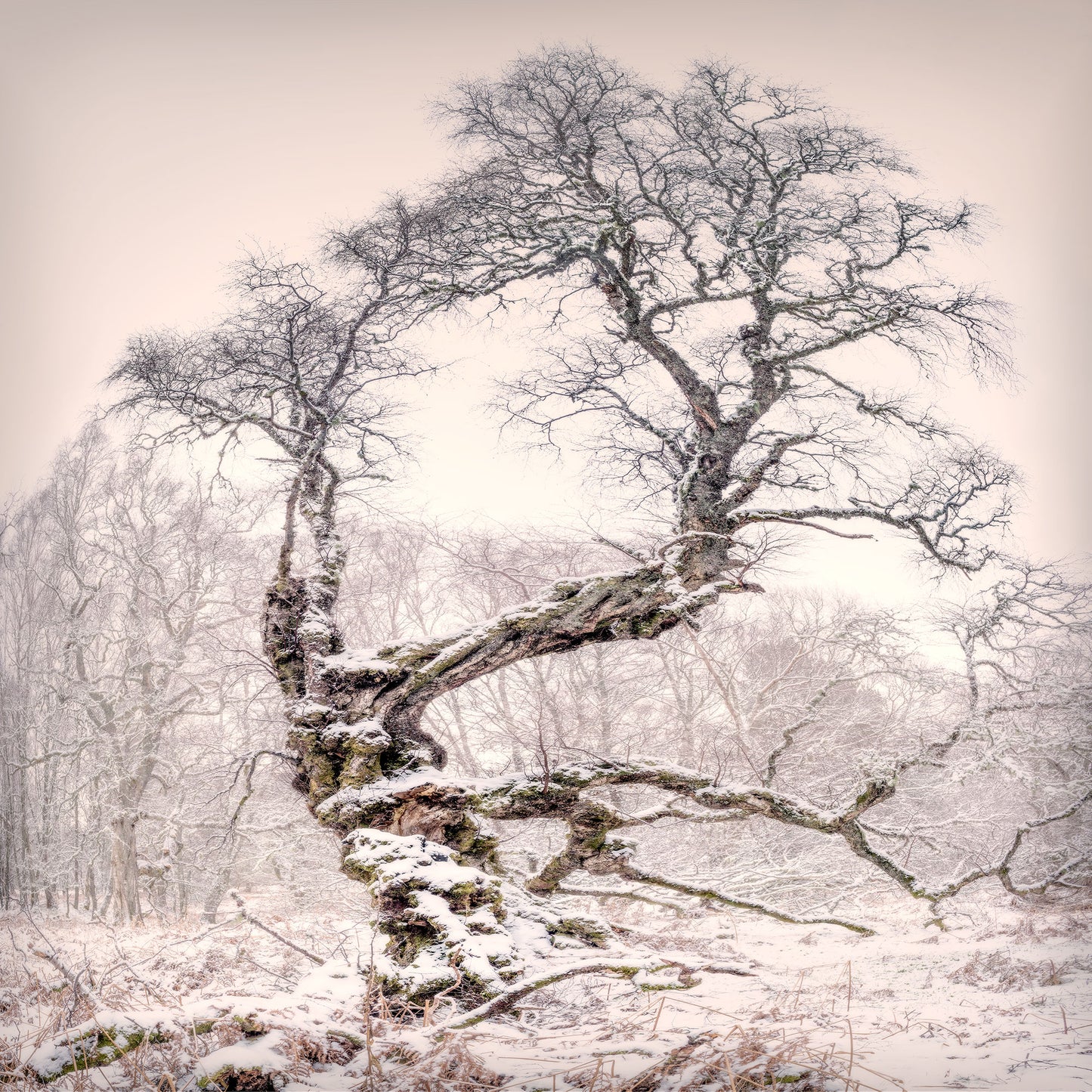 Silver Birch, The Ancient Rothiemuchus Forest, Scotland