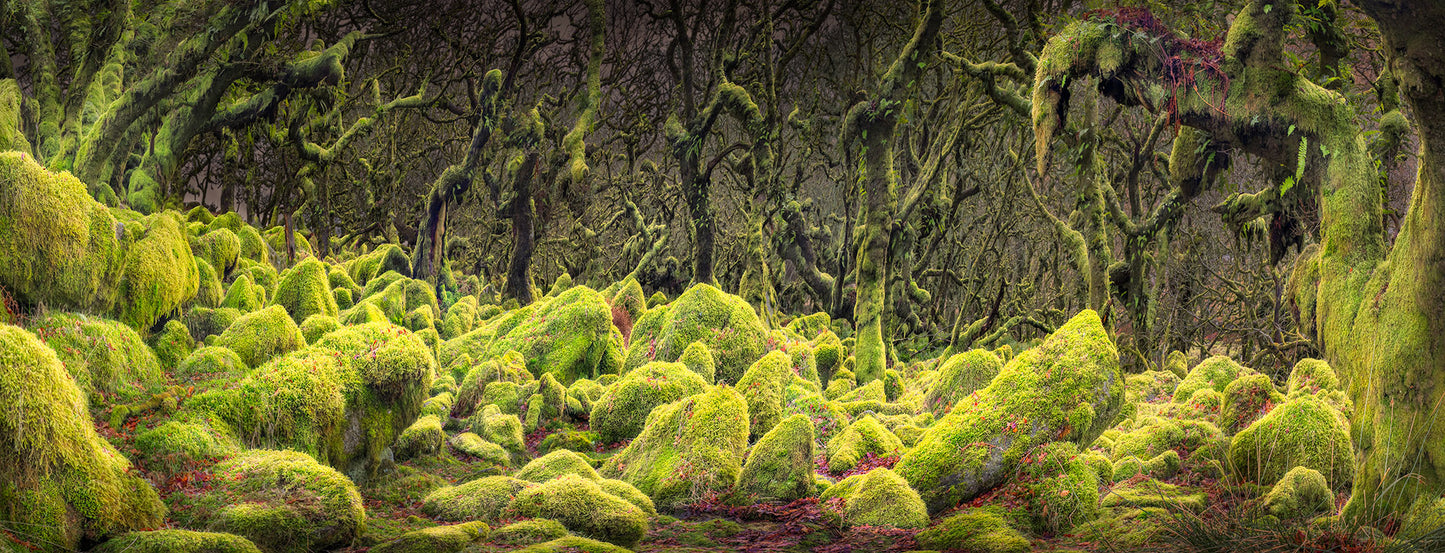Wistman's Woods, Dartmoor, Devon